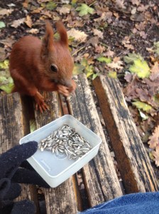 Red squirrel eating sunflower seeds from a plastic box held by the author (not pictured)