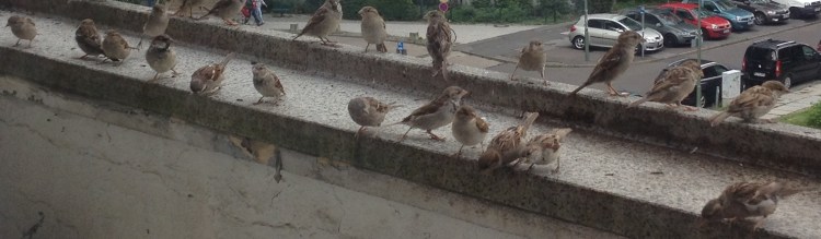 Upwards of twenty sparrows on an urban balcony
